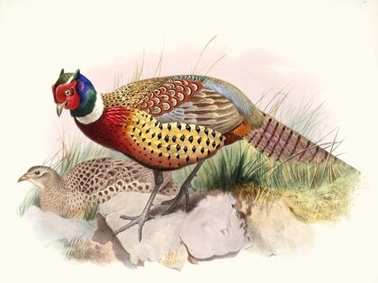 Phasianus torquatus.