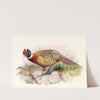 Phasianus torquatus. by Joseph Smit