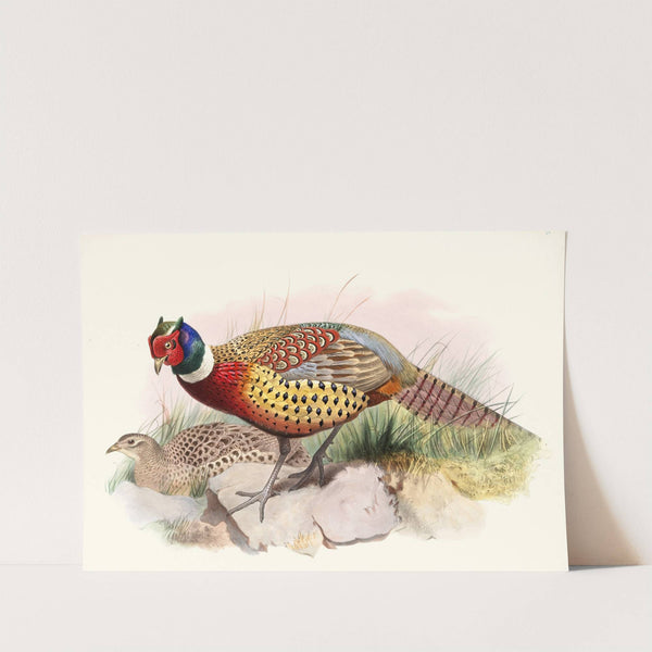 Phasianus torquatus. by Joseph Smit