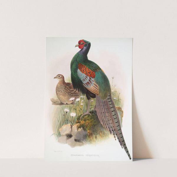Phasianus versicolor. (1872) by Joseph Smit