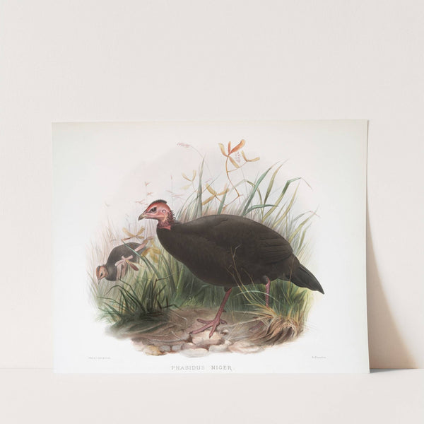 Phasidus Niger (1872) by Joseph Smit
