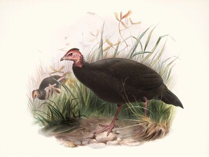 Phasidus Niger (1872)