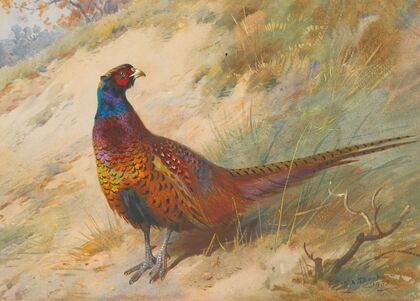 Pheasant (1933)