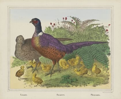 Pheasants (1829-1880)