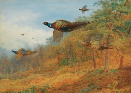 Pheasants Breaking Out Of Cover (1908)