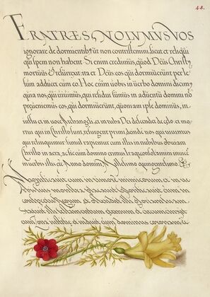 Pheasant’s Eye and Buttercup (1561–1596)
