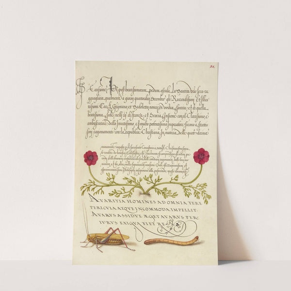 Pheasant’s-Eye, Cricket or Grasshopper, and Wireworm (1561–1596) by Joris Hoefnagel