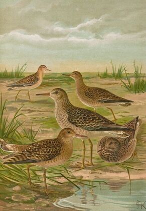 Philomachus pugnax (L.)