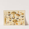 Phlegmatium elegantius Fr. (1915-1945) by Hans Walty