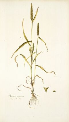 Phleum asperum
