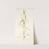 Phleum asperum by Nikolaus Joseph Freiherr von Jacquin