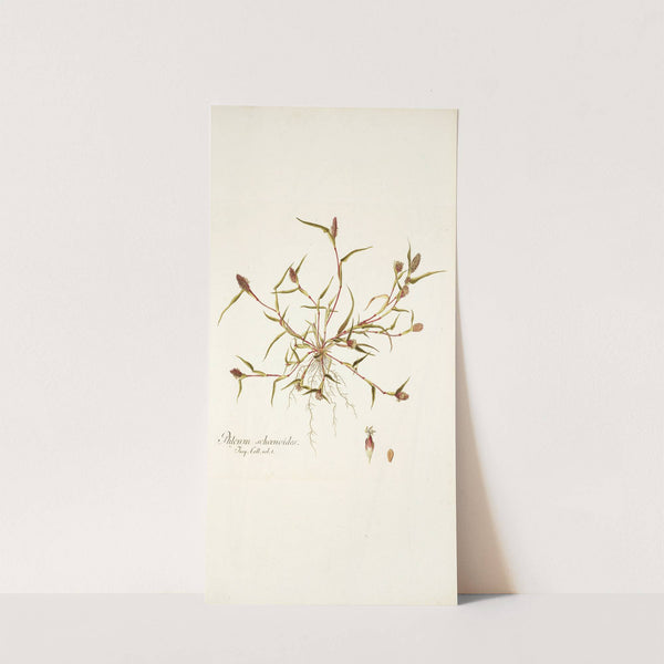 Phleum schoenoides by Nikolaus Joseph Freiherr von Jacquin