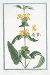 Phlomis fruticosa, SalviÃ¦ folio latiore, et rotundiore – Salvia Salvatica. (Jerusalem Sage)