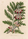 Phlomis laciniata (1818-1824)