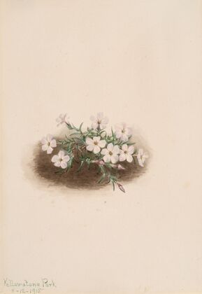 Phlox (1915)