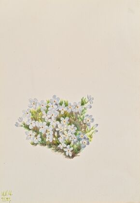 Pinxter Bloom (Azalea nudiflora) (1918)