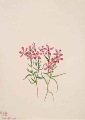 Whitebark Pine (Pinus albicaulis) (1931)