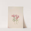 Phlox stansburyi (1938) by Mary Vaux Walcott
