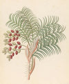Phoenix [Phoenix reclinata]