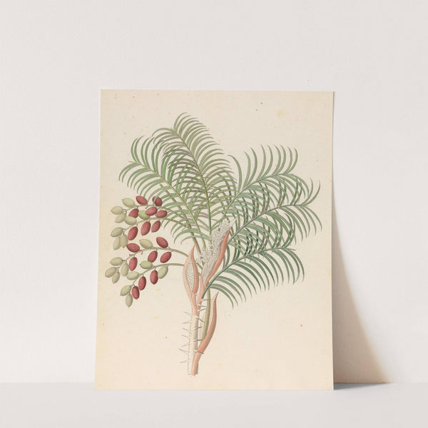 Phoenix [Phoenix reclinata] by Clemenz Heinrich Wehdemann