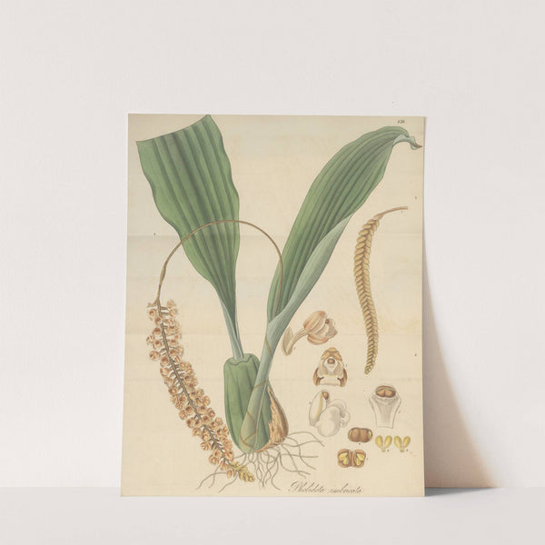 Pholidota imbricata by William Jackson Hooker