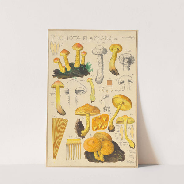 Pholiota flammans, Pholiota caperata (1915-1945) by Hans Walty