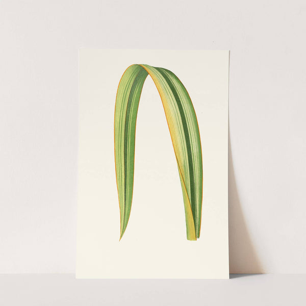 Phormium Tenax by Edward Joseph Lowe