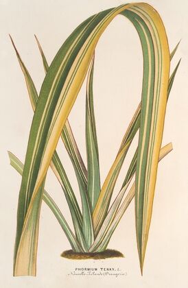 Phormium tenax fol. var