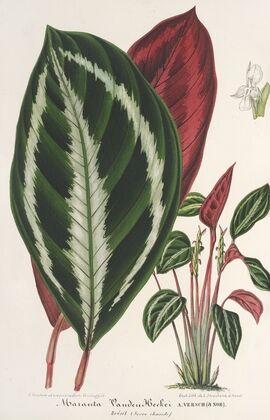 Phrynium (Maranta) Van-den-Heckei