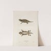 Phrynosoma Douglassii. by John Edwards Holbrook