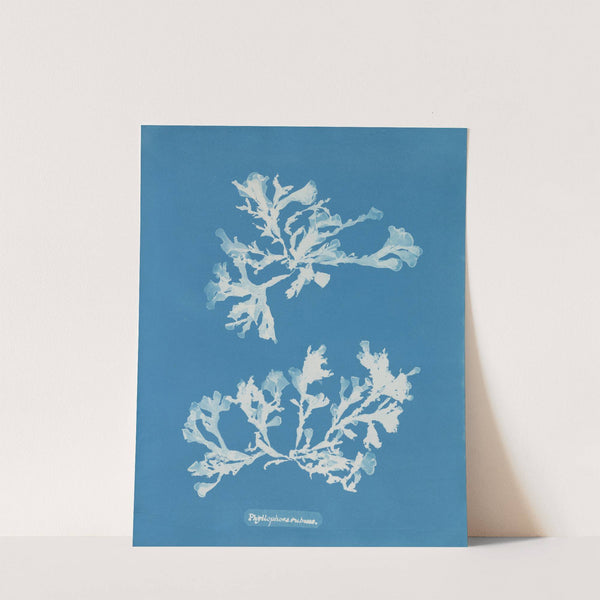 Phyllophora rubens (1843-1853) by Anna Atkins