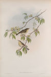 Phyllopneuste rufa. Chiff-chaff. (1862-1873)