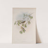 Phyllopneuste rufa. Chiff-chaff. (1862-1873) by John Gould