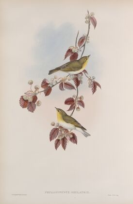Phyllopneuste sibilatrix. Wood-Wren. (1862-1873)