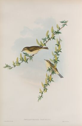 Phyllopneuste trochilus. Willow-Wren. (1862-1873)