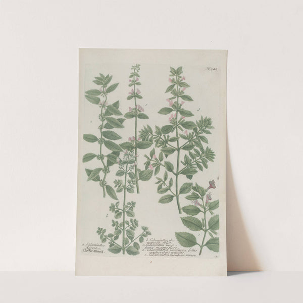 Phytanthoza iconographia Pl.005 by Johann Wilhelm Weinmann