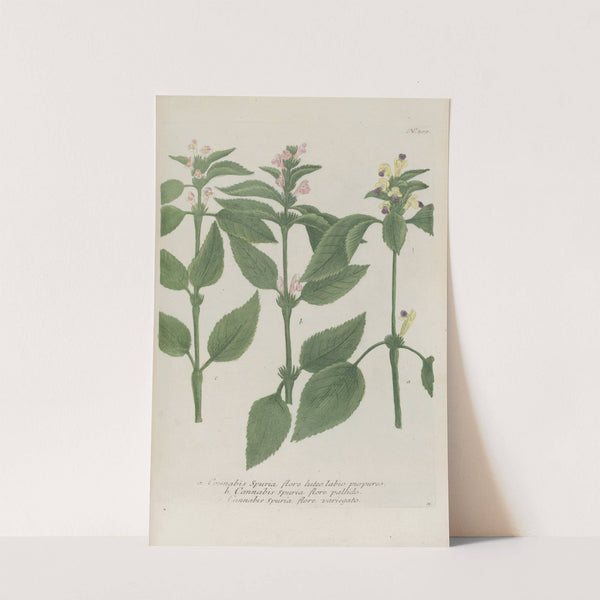 Phytanthoza iconographia Pl.023 by Johann Wilhelm Weinmann