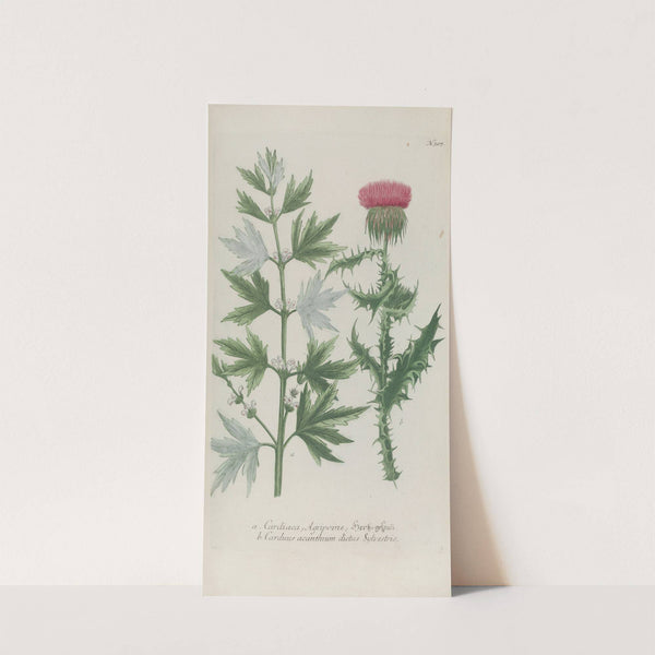 Phytanthoza iconographia Pl.030 (1737-1745) by Johann Wilhelm Weinmann