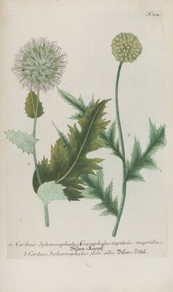 Phytanthoza iconographia Pl.037