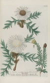 Phytanthoza iconographia Pl.041