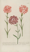 Phytanthoza iconographia Pl.056