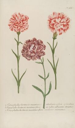 Phytanthoza iconographia Pl.056