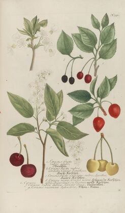 Phytanthoza iconographia Pl.074