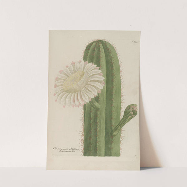 Phytanthoza iconographia Pl.078 by Johann Wilhelm Weinmann