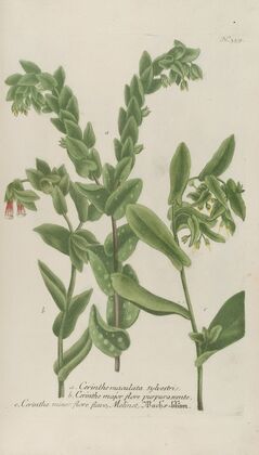 Phytanthoza iconographia Pl.082