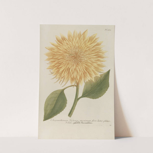 Phytanthoza iconographia Pl.095 by Johann Wilhelm Weinmann