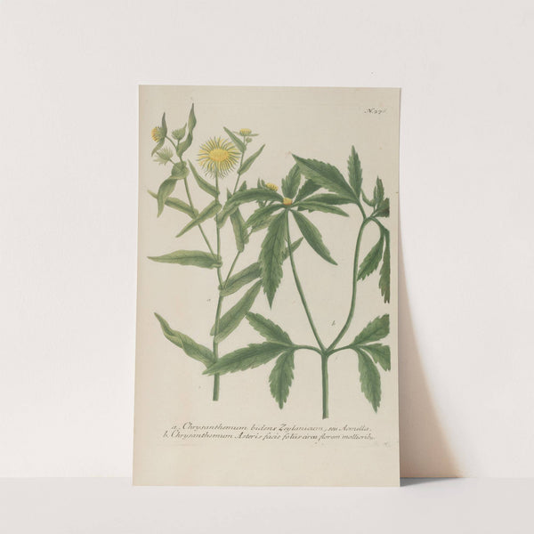 Phytanthoza iconographia Pl.099 (1737-1745) by Johann Wilhelm Weinmann