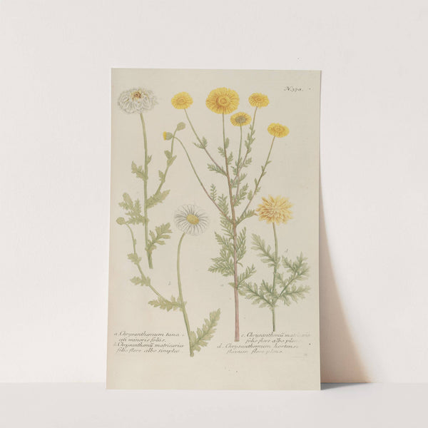 Phytanthoza iconographia Pl.101 by Johann Wilhelm Weinmann