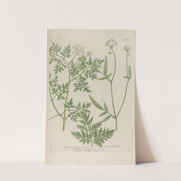 Phytanthoza iconographia Pl.107 by Johann Wilhelm Weinmann