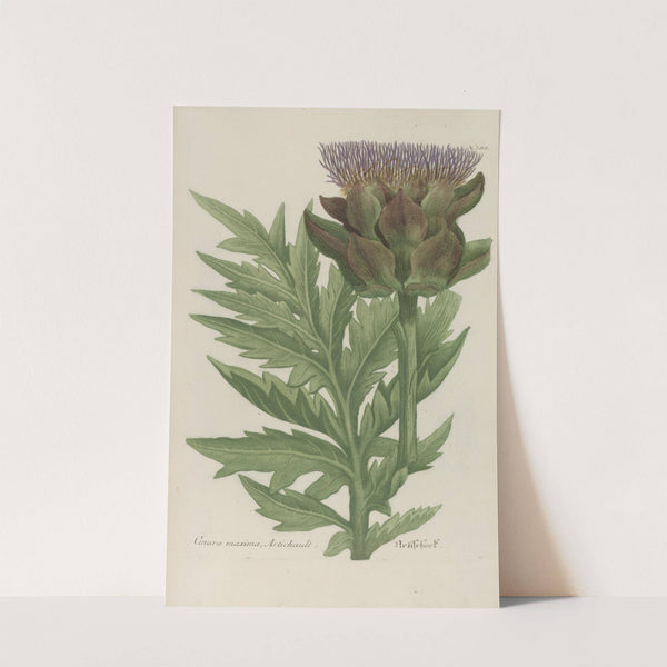 Phytanthoza iconographia Pl.111 by Johann Wilhelm Weinmann